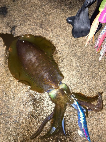 朝マズメエギング