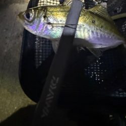 鯵道5Ｇ鱗付け！