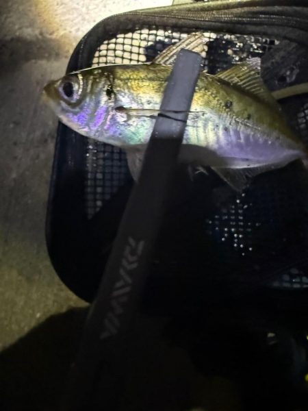 鯵道5Ｇ鱗付け！