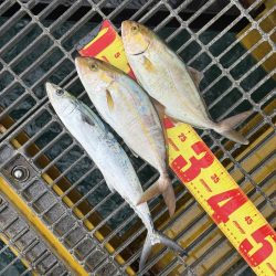 シオ、よく引きました