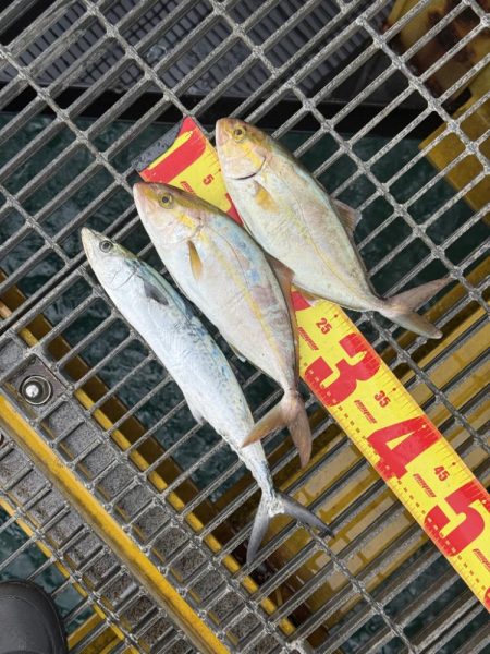 シオ、よく引きました