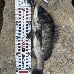 まだまだチヌトップ