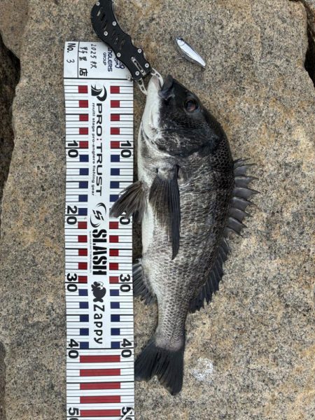 まだまだチヌトップ