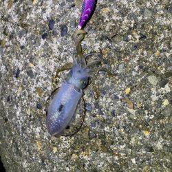 短時間エギング