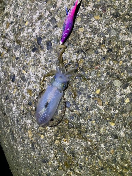 短時間エギング