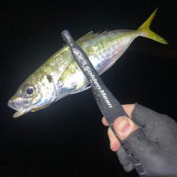 アジとアオリイカ