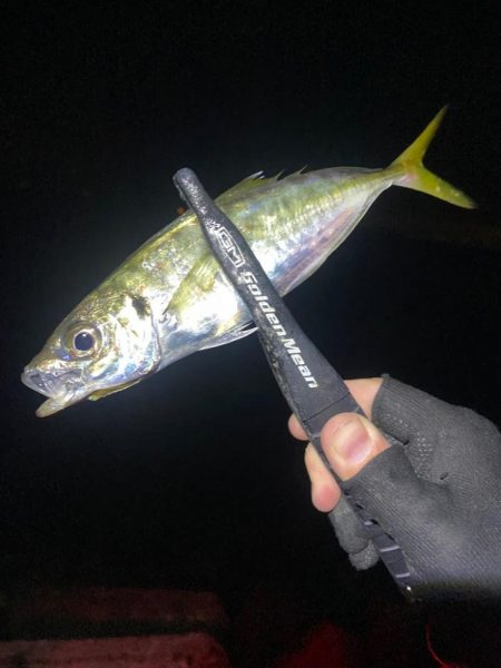 アジとアオリイカ