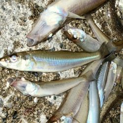 今年最終に大漁節♪