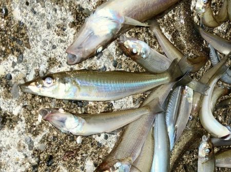 今年最終に大漁節♪