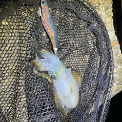 秋🦑　釣れれば楽しい🤗