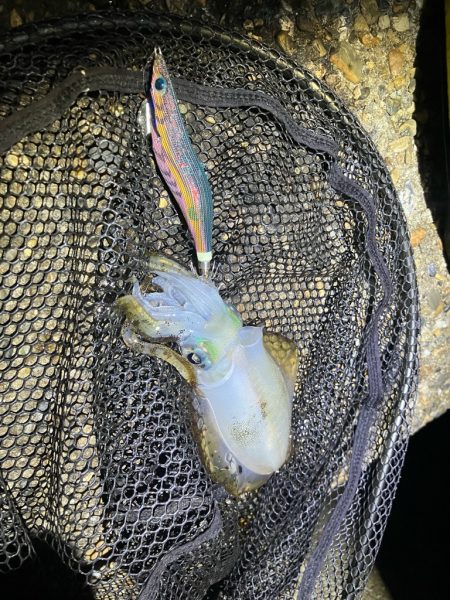 秋🦑　釣れれば楽しい🤗