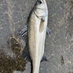 エビ撒きでセイゴゲット