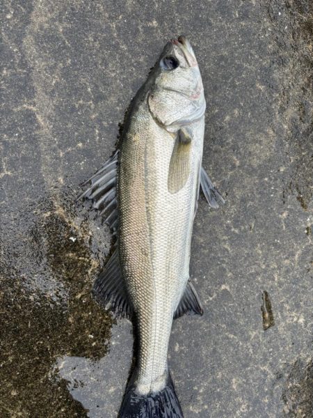 エビ撒きでセイゴゲット