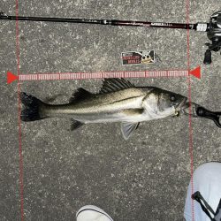 久々にシーバスくんに会えた…