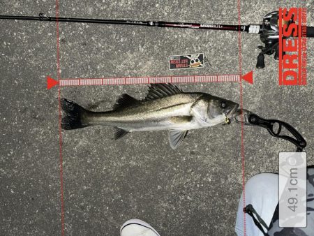 久々にシーバスくんに会えた…