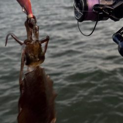 エギング朝　波がえぐい