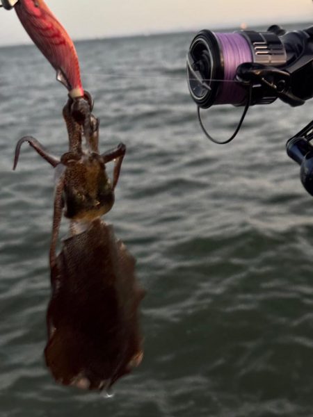 エギング朝　波がえぐい
