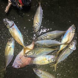 底見え干潮でもアジング