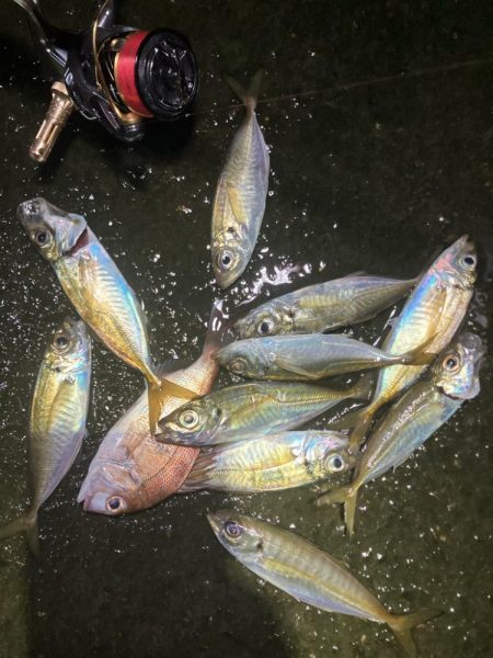 底見え干潮でもアジング