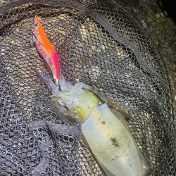 秋🦑何とか5杯(^.^)