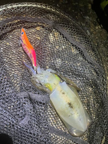 秋🦑何とか5杯(^.^)