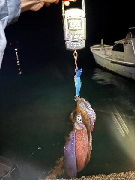 【伊根エリア】500g突入！秋イカ探し③