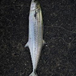 サゴシシーズン5