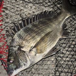 ヘチってきました