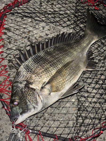 ヘチってきました