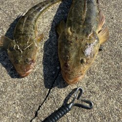 フラットフィッシュ