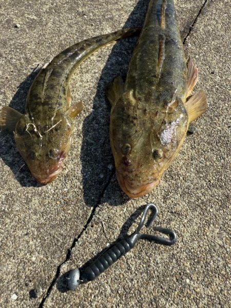 フラットフィッシュ