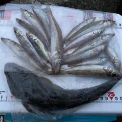 シロギスタ、カワハギスタ…マゴチスタ