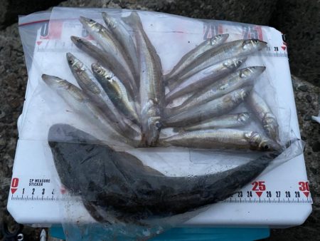 シロギスタ、カワハギスタ…マゴチスタ