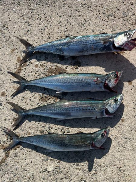 まだまだサゴシ