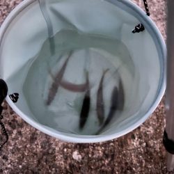 納竿直前の大物！