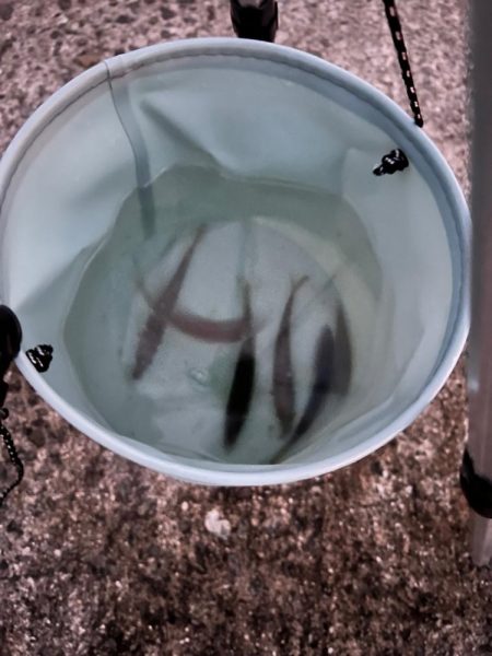 納竿直前の大物！