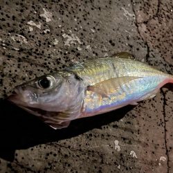 アジ・メジロ　ダブルヘッダー