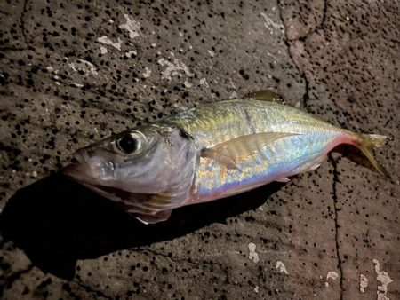 アジ・メジロ　ダブルヘッダー