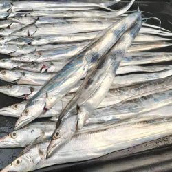 タチウオ釣り！