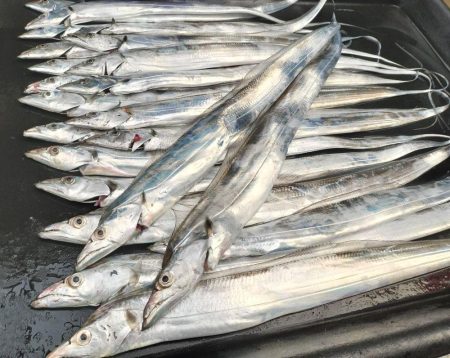 タチウオ釣り！