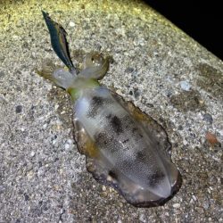 二見でナイトエギング｜渋いけどただ巻きでゲ…