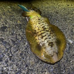 最強のただ巻きエギングとエギ王K最強カラーで連チャンモード