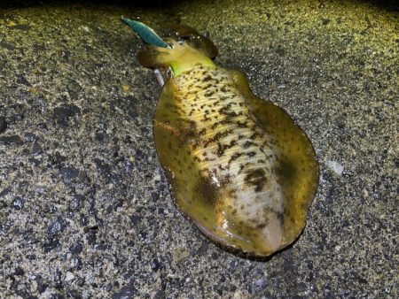 最強のただ巻きエギングとエギ王K最強カラーで連チャンモード