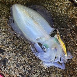 日本海ナイトエギング｜うねり攻略はただ巻きが最強です！