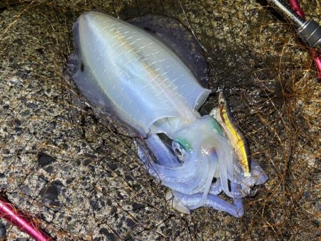 日本海ナイトエギング｜うねり攻略はただ巻きが最強です！