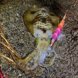 更にデカくなったアオリイカ｜ナイトエギングで好調！