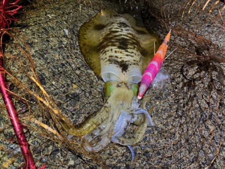 更にデカくなったアオリイカ｜ナイトエギングで好調！