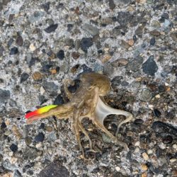 姫路でイイダコ調査！