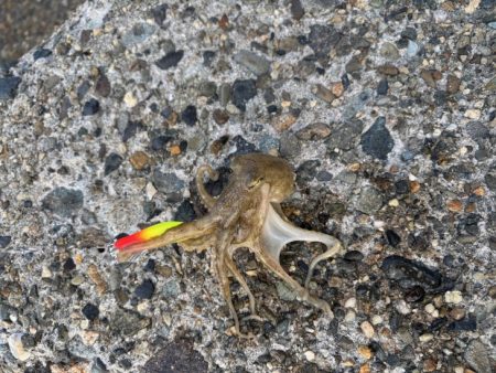 姫路でイイダコ調査！