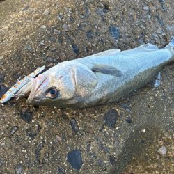 姫路周辺の青物調査！